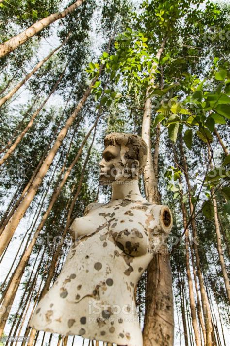 Abandoned Mannequin In Forest Stock Photo Download Image Now