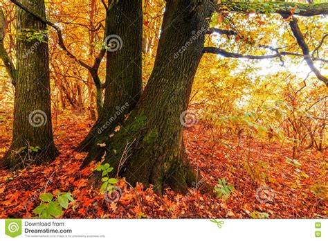 Silent Mysterious Autumn Forest Stock Photo Image Of Outdoor Morning