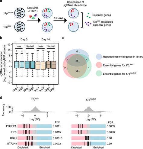 Crispr Cas9 Screening