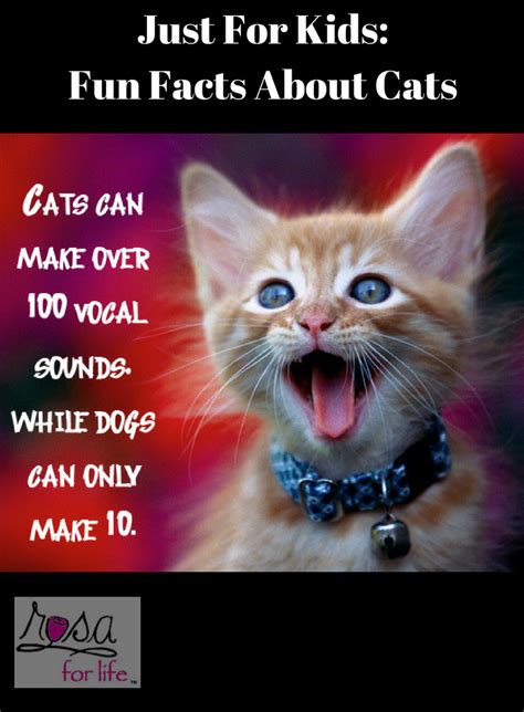 Just For Kids Fun Facts About Cats We Love To See Them Play With