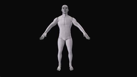 Zygotesolid 3d Male Model Medically Accurate Anatomy 51 Off