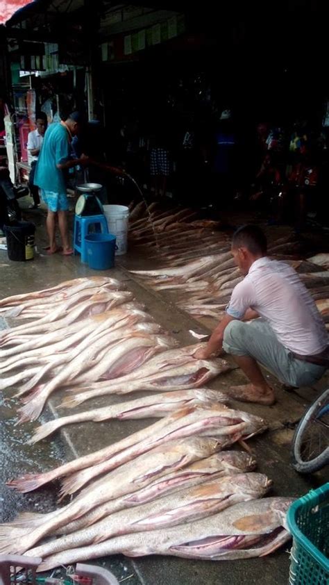 Ikan kakap putih (lates calcarifer). MUSIM DEMAM IKAN PANJANG SERTA HABUAN REZEKI BUAT NELAYAN DI SEBUYAU,SARAWAK - AZLAN RUMADI