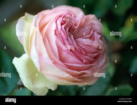 Pierre De Ronsard Rose Hi Res Stock Photography And Images Alamy