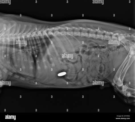 Dog Abdominal X Ray Zeigt Fremdkörper Im Magen Laterale Ansicht Des