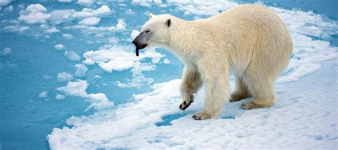 Top 112 Endangered Animals Polar Bear
