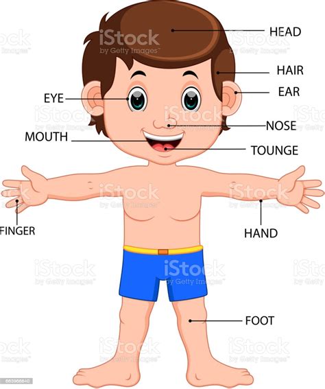 Skull, temple, ear, forehead, face, adam's apple , shoulder, nipple, breast, armpit, thorax, navel, abdomen, pubis, groin, knee, foot, toe, ankle, instep. Boy Body Parts Diagram Poster Stock Vector Art & More ...