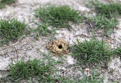 Mole Cricket Damage ⋆ Blog ⋆ Quiet Lawn Eco Friendly Lawn Care
