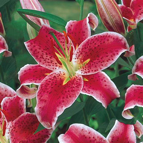 Stargazer Oriental Lily Flower Bulbs For Sale Michigan Bulb