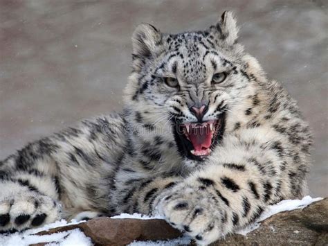 Snow Leopard Close Up Shot Of Snow Leopard Portrait Affiliate