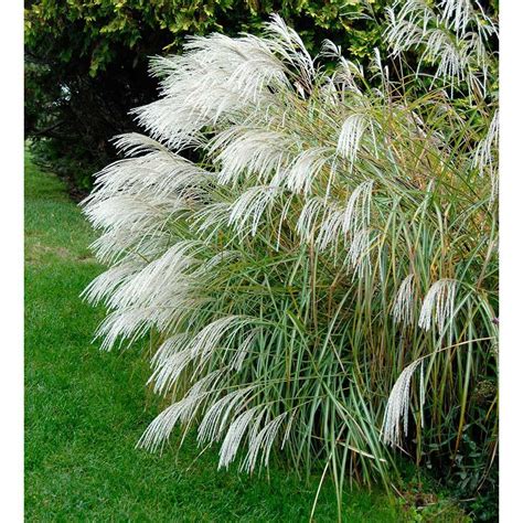 ornamental grass miscanthus sinensis silver feather ornamental grasses evergreen landscape