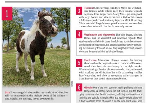 15 Miniature Horse Health Facts The Horse