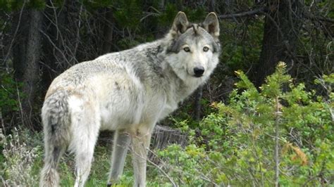 Management Plan To Reintroduce Gray Wolves Focused On Community Feedback