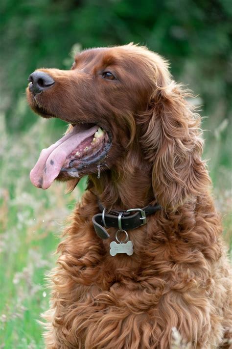 Irish Setter Vs Golden Retriever Comparing The 2 The Retriever Expert