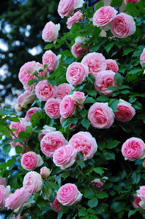 50 Climbing Rose Flower Rose Plant Fresh Live Plant Rose Etsy