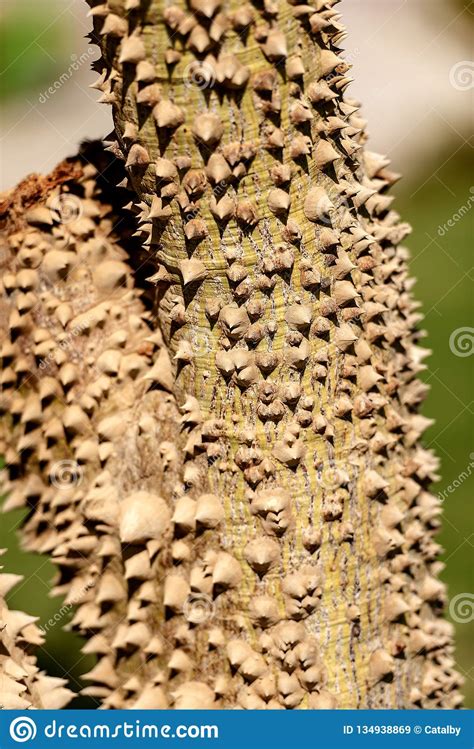 Tree Trunk With Large Thorns Ceiba Speciosa Stock Image Image Of