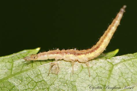 Brown Lacewing Larvae Project Noah