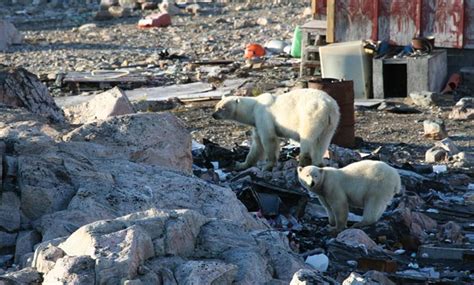 New Polar Bear Population Discovered In Greenland