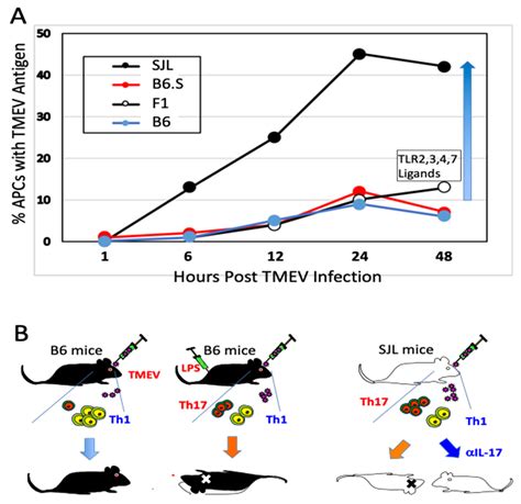 Ijms Free Full Text Excessive Innate Immunity Steers Pathogenic