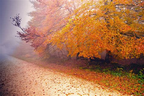 Autumn Path Foliage Trees Leaves Fog Wallpapers Hd Desktop And