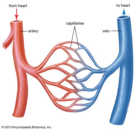 The Main Arteries Of The Body