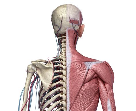 Rear View Of Human Torso Skeleton Photograph By Pixelchaos Fine Art