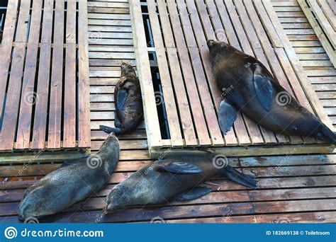 Many Seals Are Sunbathe At The Harbor In Cape Town South Africa Stock