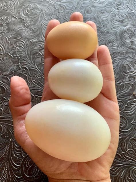 1 Dz Farm Fresh Jumbo Pekin Duck Eggs Perfect For Baking And All