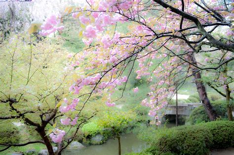 Jeffrey Friedls Blog Cherry Blossoms In The Rain At The