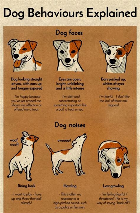 How To Understand What Your Dog Is Trying To Say Dog Noises Dog Body