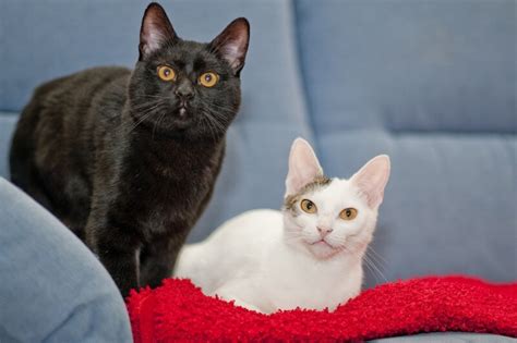 Pixie Bob Vs Domestic Shorthaired Cat Breed Comparison