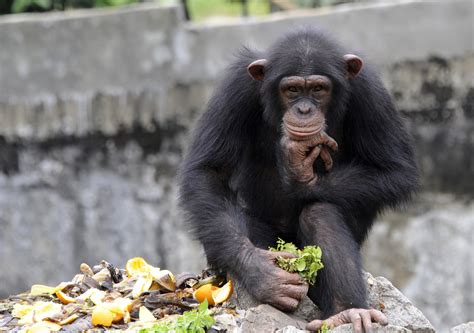 Us Will Call All Chimps ‘endangered The New York Times