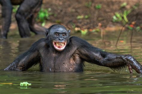 Bonobos Get Their Iodine From Swampy Plants — Ancient Humans Might Have