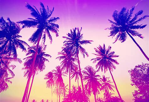 15500 Purple Palm Trees Stock Photos Pictures And Royalty Free Images