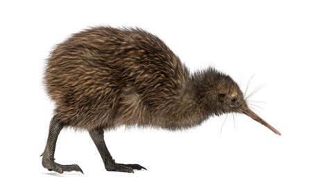 Why Are New Zealanders Called Kiwis And Why You Shouldn T Eat A Kiwi