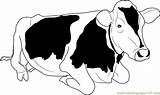 Cow Jersey Coloring Pages Coloringpages101 sketch template