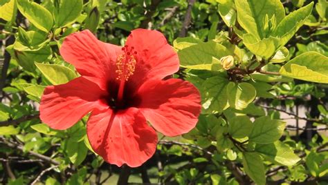 Tree with red flowers india. Stock video of red flower on green tree | 4573943 ...