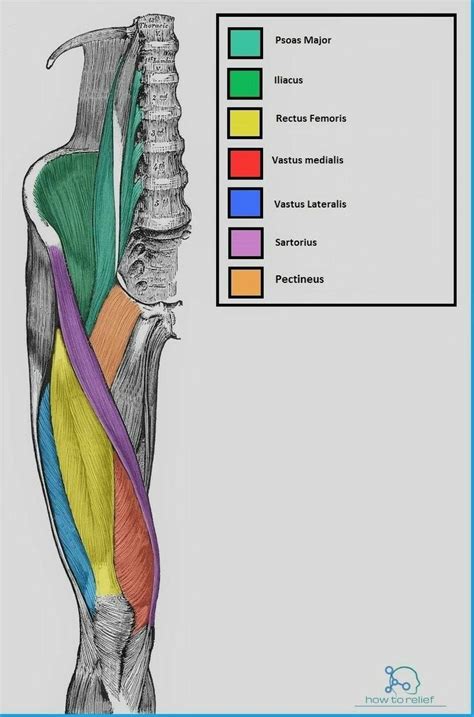 Músculos de miembro inferior Anatomia humana musculos Anatomia humana huesos Musculos
