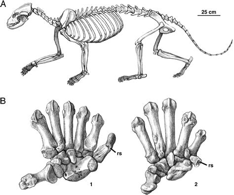 Giant Pandas Skeleton Diagram Giant Panda Red Panda Dog Anatomy