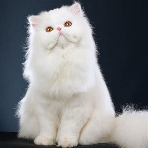 Sweet White Cat Fluffy Animal Wallpaper Wallpaper Download 2524x2524