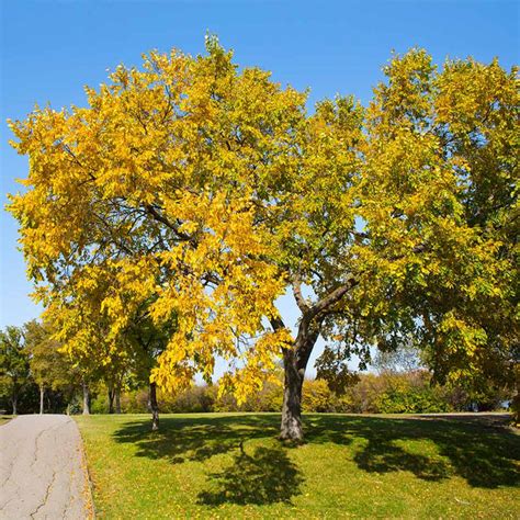 American Elm Trees For Sale