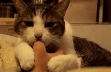 Sucking S Find And Share On Giphy