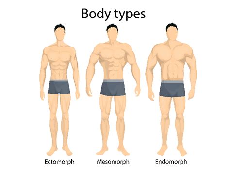 Understanding The Different Body Types Organic Facts
