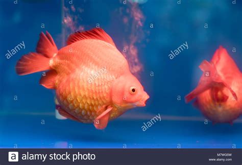 One Of Most Popular Pet Ornamental Fish Is Goldfish Or Carassius