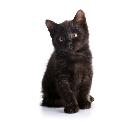 Small Black Kitten