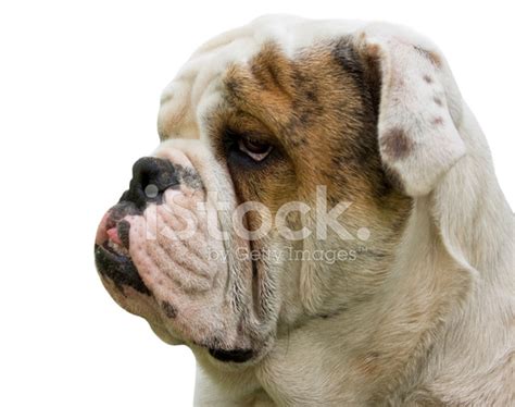 Eight Month Old English Bulldog Profile On White Background Stock