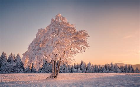 3840x2400 Winter Snow Trees 4k Hd 4k Wallpapers Images Backgrounds
