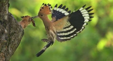 1000 Images About Hoopoe On Pinterest Madagascar Wild Birds And Kalay