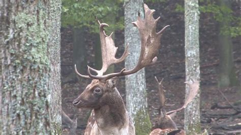 Fallow Buck Hunting In Europe With Passion Prey Youtube
