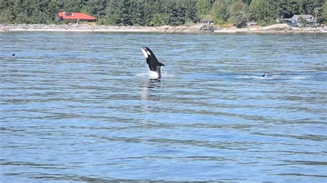 Baby Orca Breaching Multiple Bellyflops And Lots Of Splashing Youtube