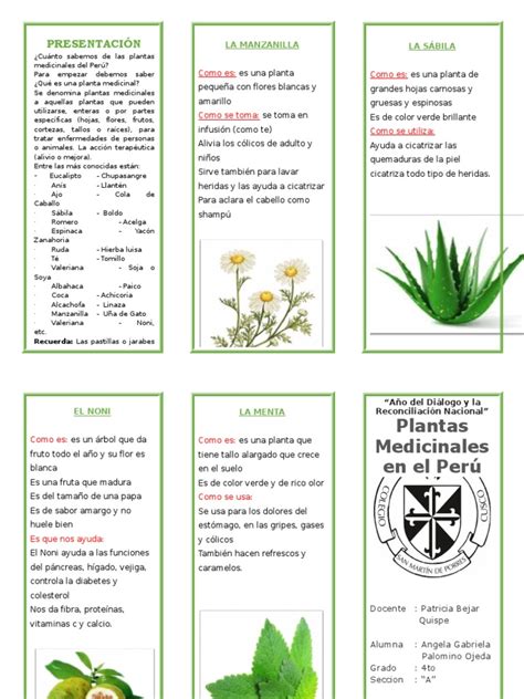 Triptico Plantas Medicinales Pdf Plantas Medicinales Plantas